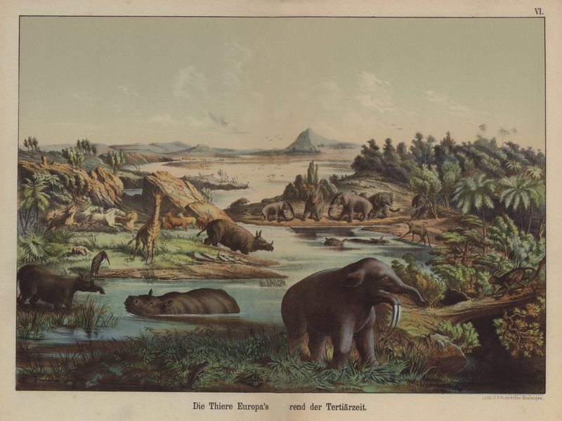 Animaux européens de la période tertiaire - German School
