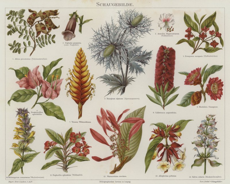 Fleurs - German School
