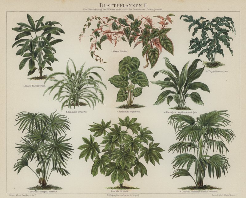 Plantes à feuillage - German School