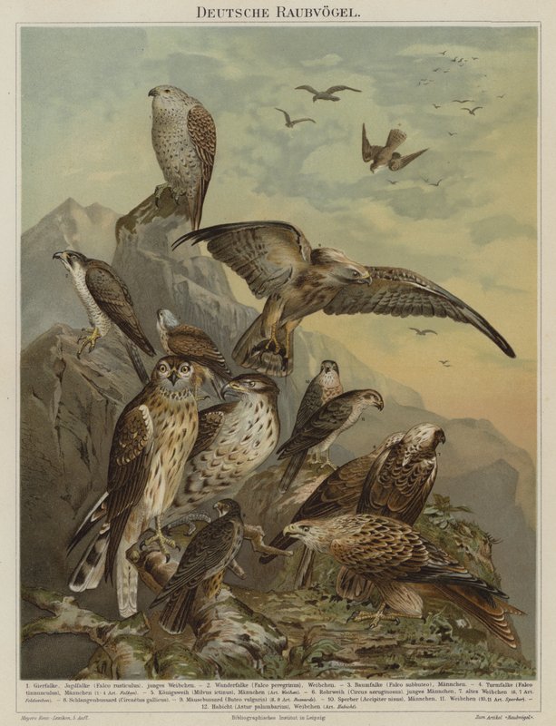 Oiseaux de proie allemands - German School