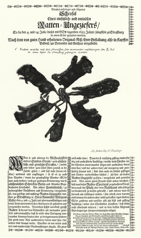 Rats géants attrapés à Strasbourg en 1683 - German School