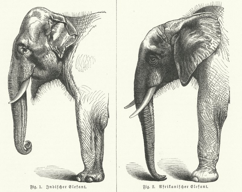 Éléphants indiens et africains (gravure) - German School