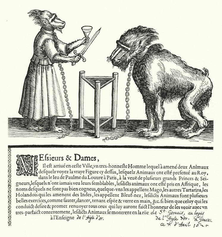 Invitation à une exposition de singes et de macaques - German School