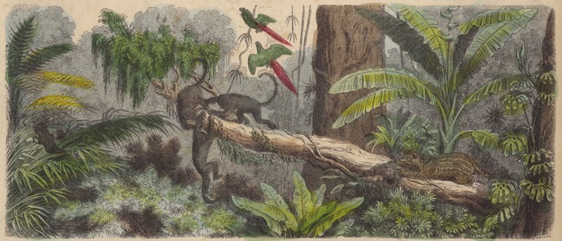 Jungle au Brésil - German School