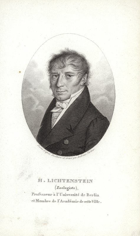Martin Lichtenstein - German School