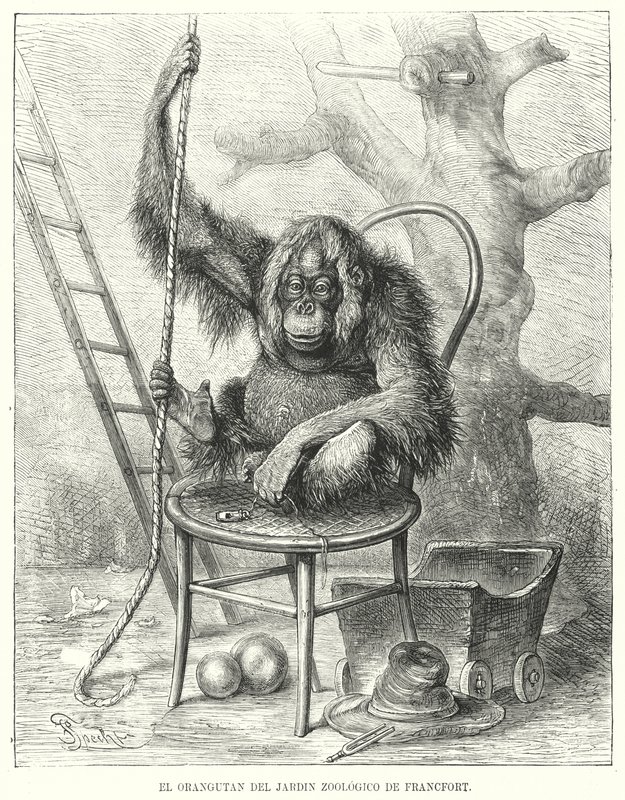 Orang-outan au zoo de Francfort, Allemagne - German School