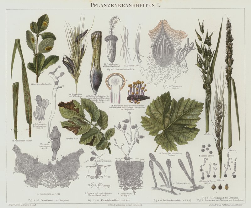 Maladies des plantes - German School