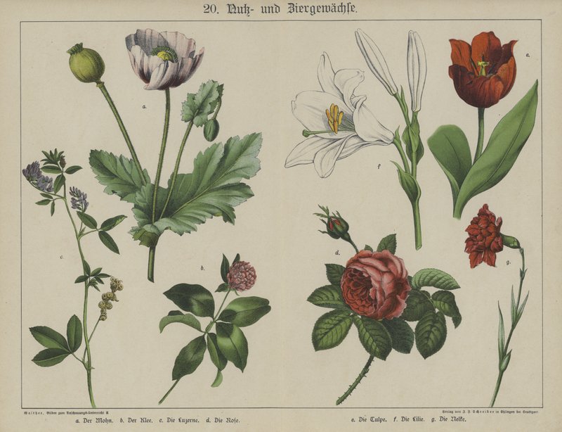 Plantes - German School