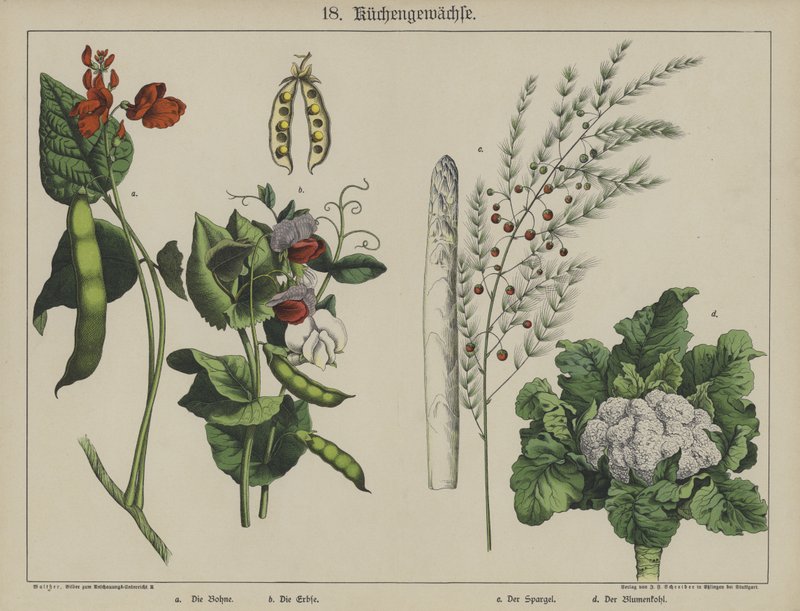 Plantes - German School