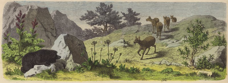 Plantes et animaux des montagnes d