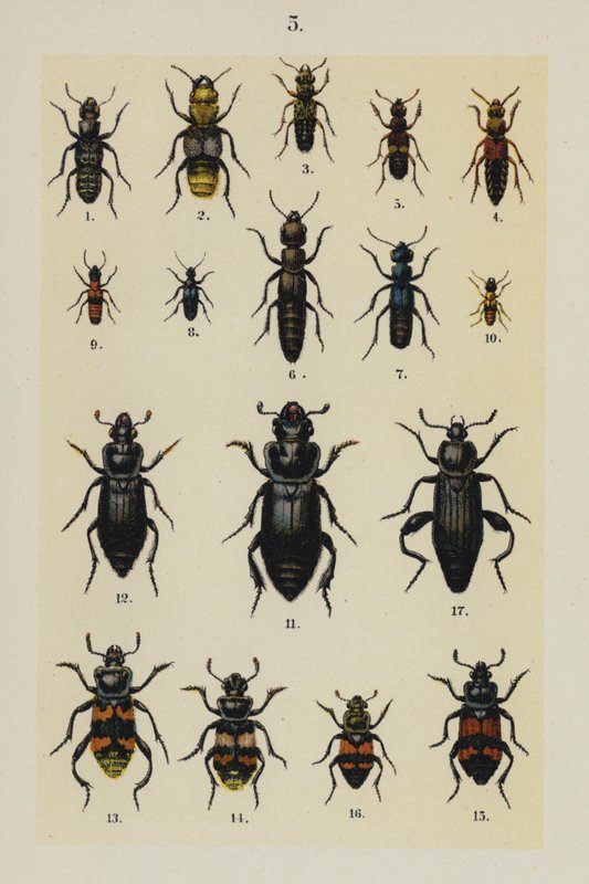 Planche du Manuel du jeune collectionneur de coléoptères - German School