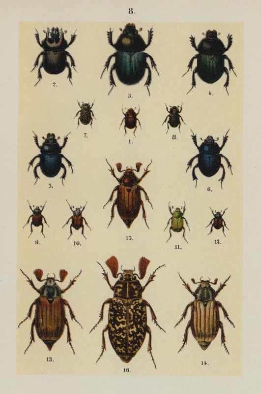 Planche du Manuel du jeune collectionneur de coléoptères - German School