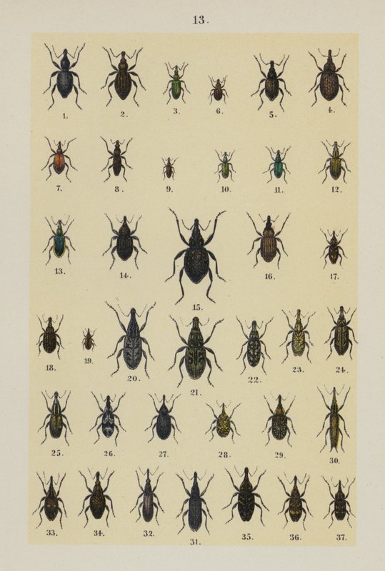 Planche du Manuel du jeune collectionneur de coléoptères - German School
