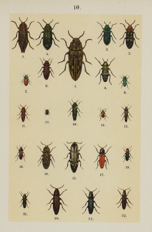 Planche du Manuel du jeune collectionneur de coléoptères - German School