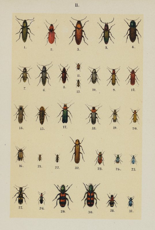 Planche du Manuel du jeune collectionneur de coléoptères (chromolithographie) - German School