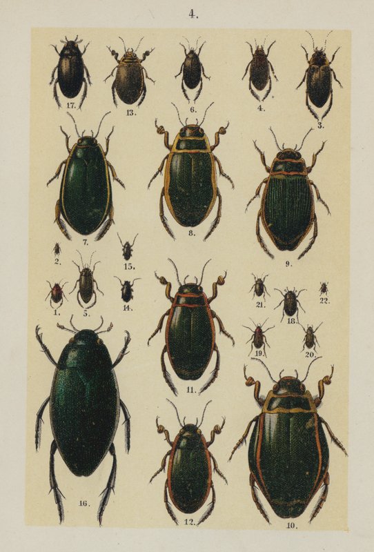 Planche du Manuel du jeune collectionneur de coléoptères (chromolithographie) - German School