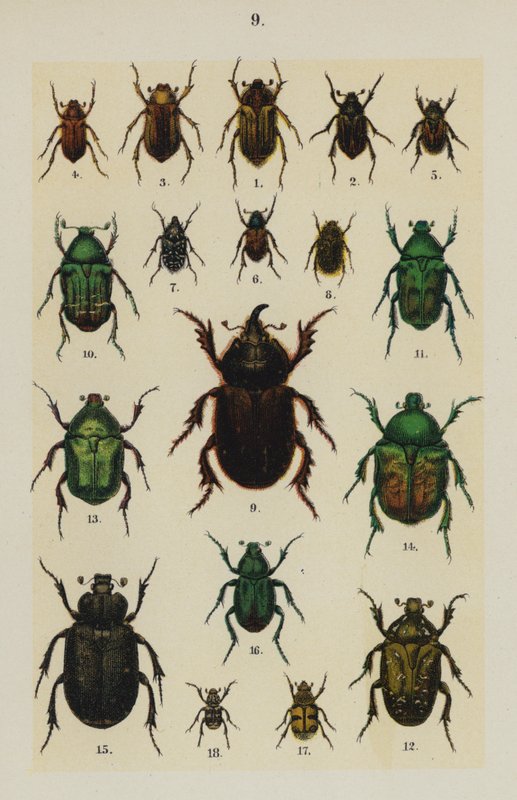 Planche du Manuel du Jeune Collectionneur de Coléoptères - German School