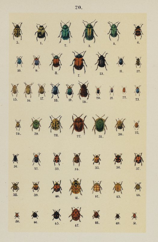 Planche du Manuel du Jeune Collectionneur de Coléoptères - German School