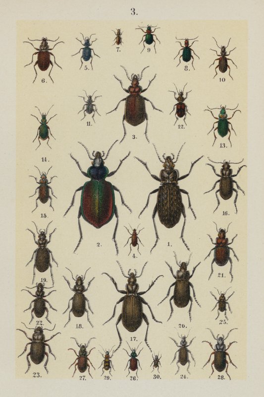 Planche du Manuel du Jeune Collectionneur de Coléoptères - German School
