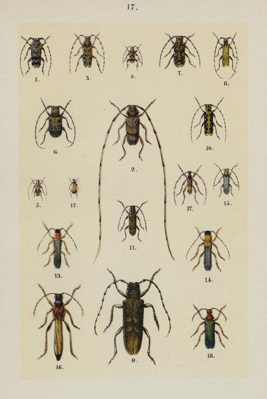 Planche du Manuel du Jeune Collectionneur de Coléoptères - German School