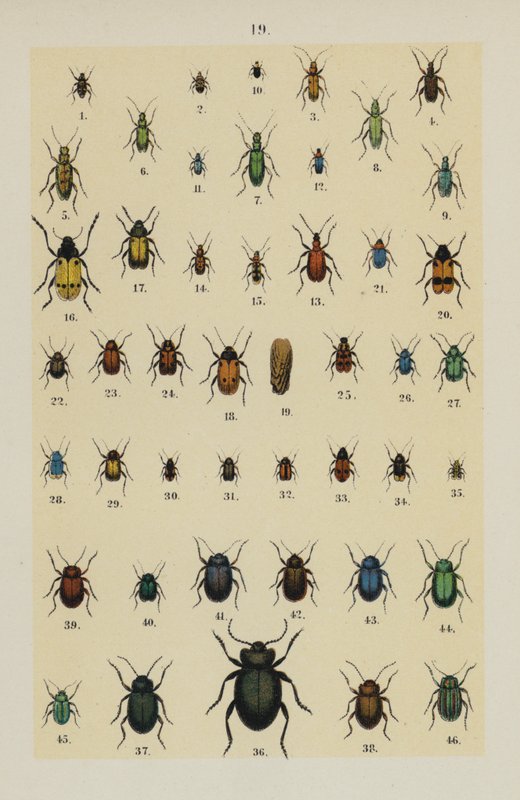 Planche du Manuel du jeune collectionneur de coléoptères - German School