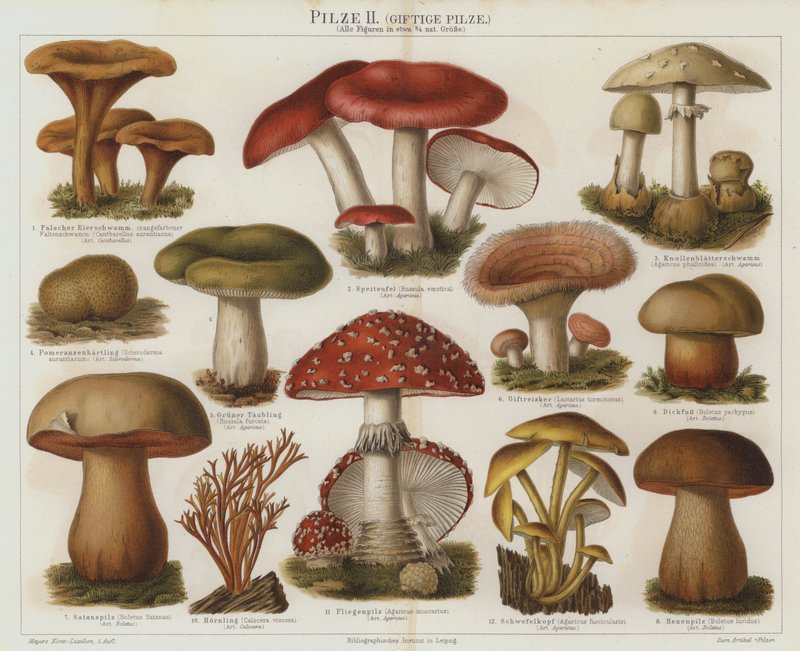 Champignons vénéneux - German School