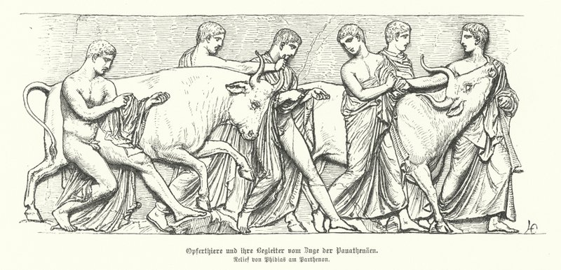 Animaux sacrificiels dans la procession grecque antique des Panathénées (gravure) - German School