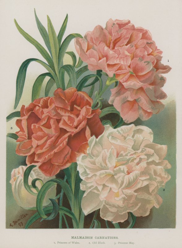 Œillets de Malmaison - Gertrude Hamilton