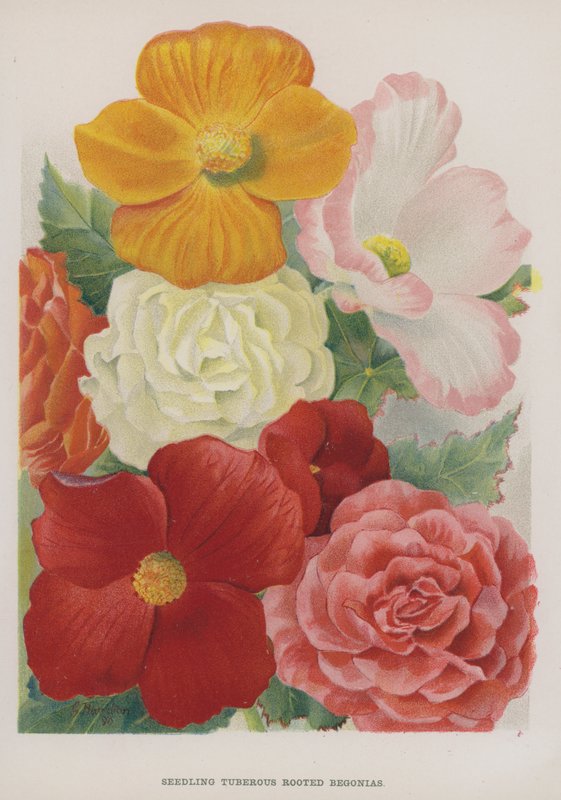 Bégonias à Racines Tubéreuses - Gertrude Hamilton