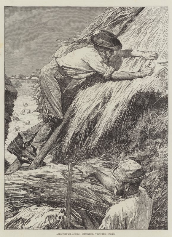 Scènes agricoles, septembre, couverture des meules - Gunning King