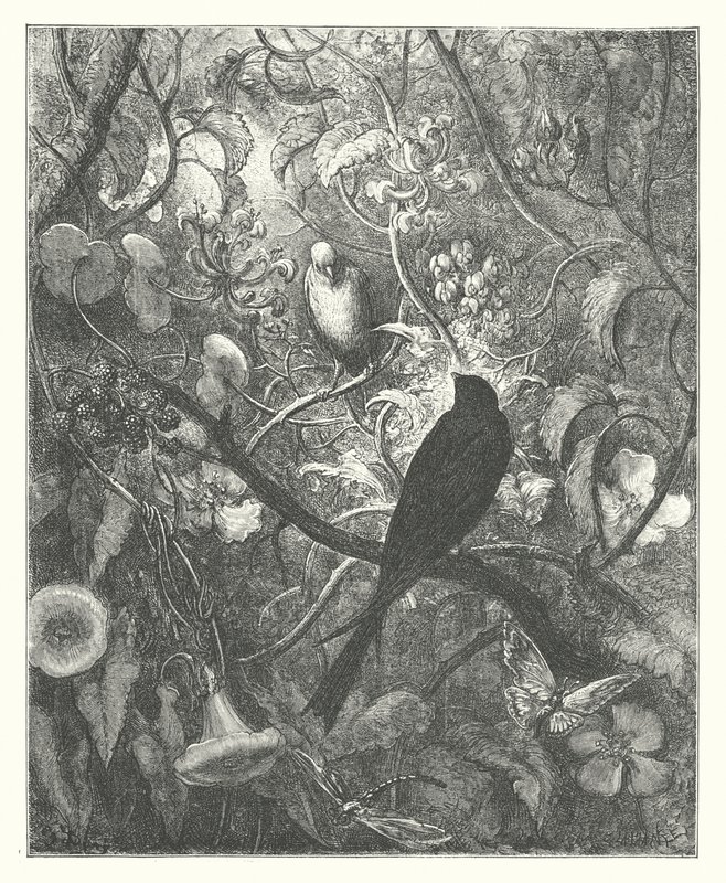 Les Fables de La Fontaine : Philomèle et Progne - Gustave Dore