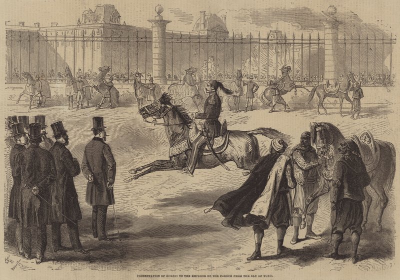 Présentation de chevaux à l