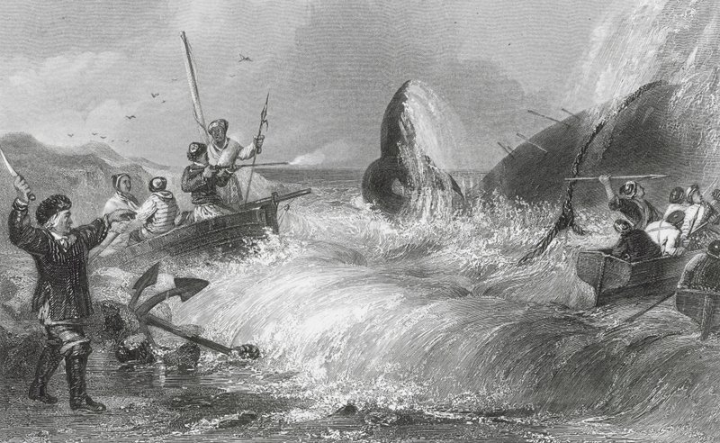 La baleine sur le rivage (gravure) - H. Melville