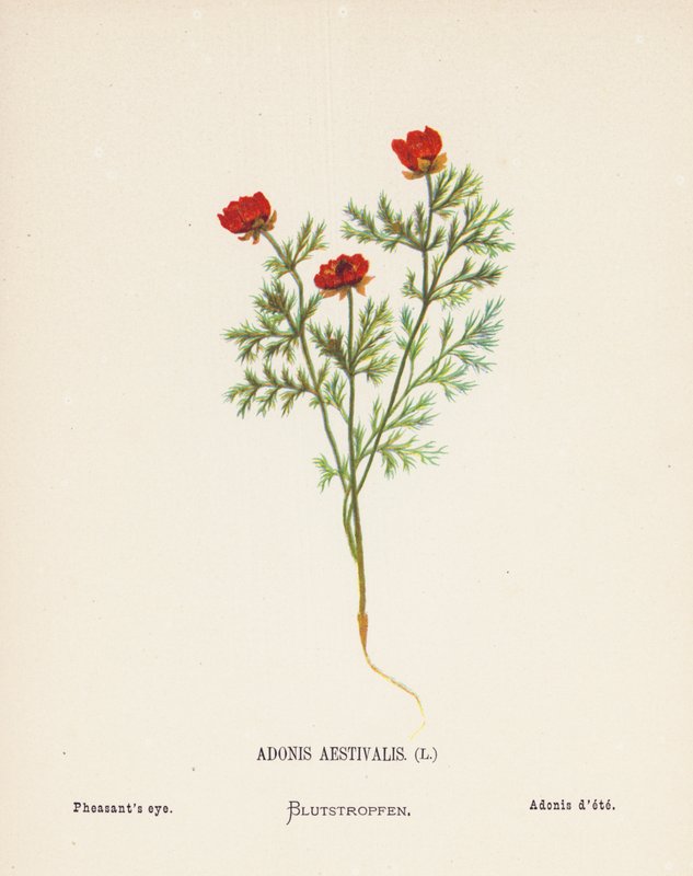 Fleurs sauvages de la Terre Sainte : Adonis Aestivalis; Œil du faisan - Hannah Zeller