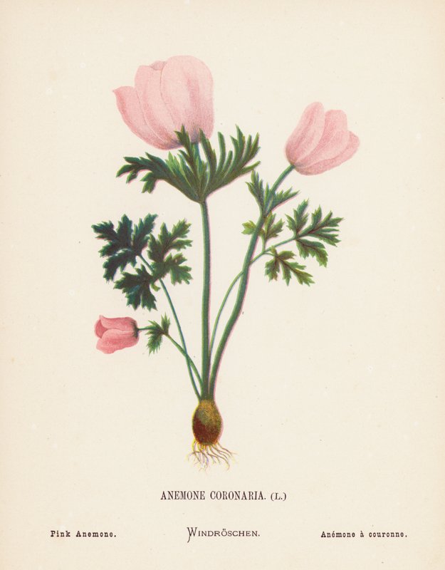 Fleurs sauvages de la Terre Sainte: Anemone Coronaria; Anémone rose - Hannah Zeller