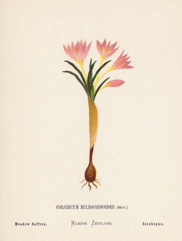 Fleurs sauvages de la Terre Sainte : Colchicum Bulbocodioides, Stev ; Safran des prés - Hannah Zeller