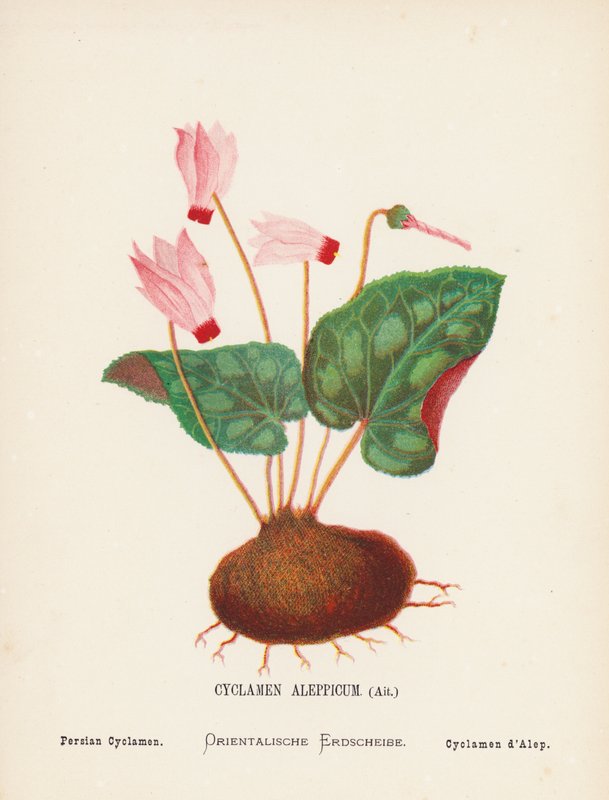 Fleurs sauvages de la Terre Sainte : Cyclamen Aleppicum, Ait ; Cyclamen persan - Hannah Zeller
