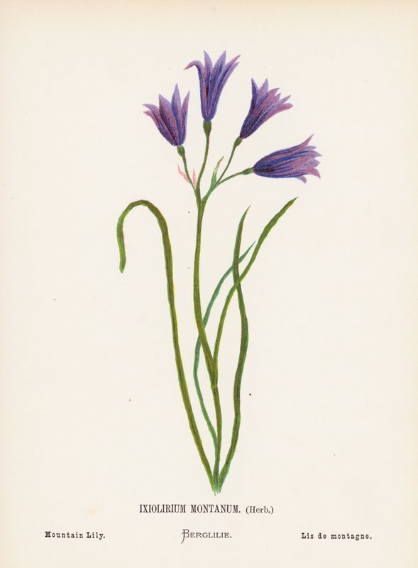 Fleurs sauvages de la Terre Sainte : Ixiolirium Montanum, Herbe; Lys des montagnes - Hannah Zeller