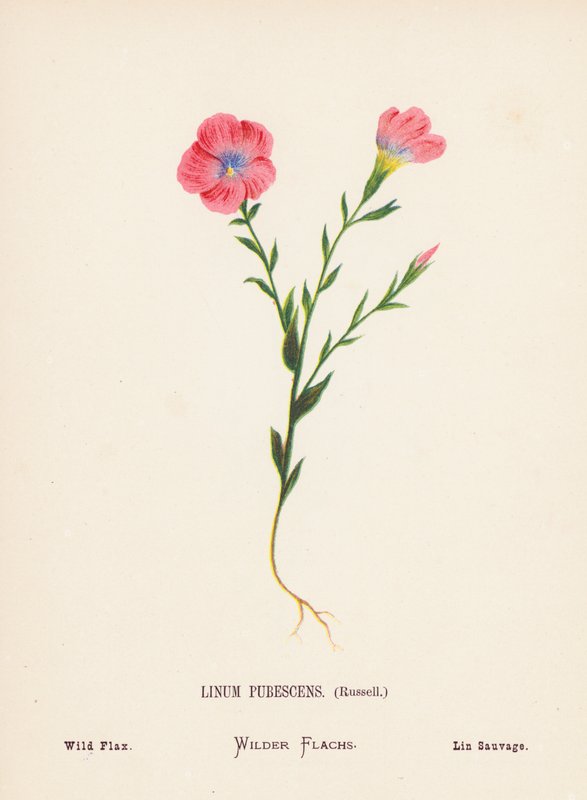 Fleurs sauvages de la Terre Sainte : Linum Pubescens, Russell ; Lin sauvage - Hannah Zeller