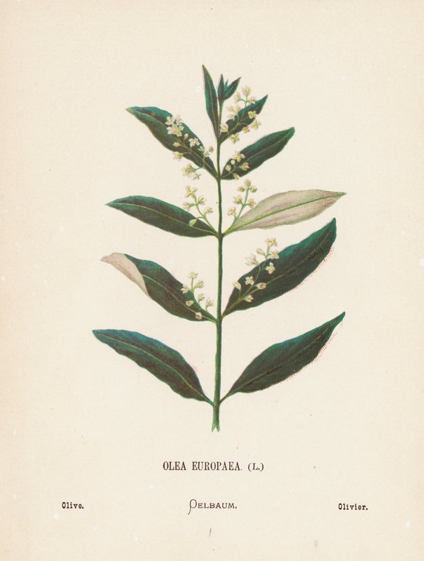 Fleurs sauvages de la Terre Sainte : Olea Europaea ; Olive - Hannah Zeller