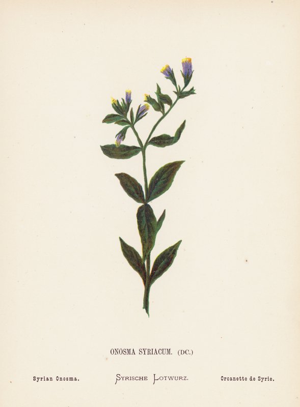 Fleurs sauvages de la Terre Sainte : Onosma Syriacum; Onosma syrien - Hannah Zeller