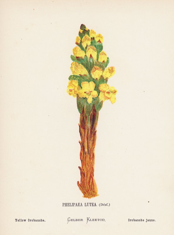 Fleurs sauvages de la Terre Sainte : Phelipaea Lutea, Desf ; Orobanche jaune - Hannah Zeller