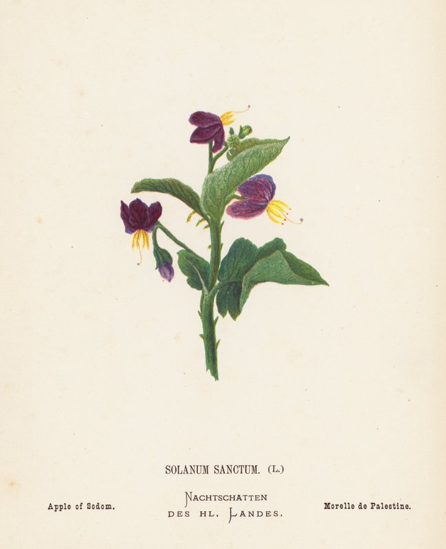 Fleurs sauvages de la Terre Sainte : Solanum Sanctum, Pomme de Sodome - Hannah Zeller