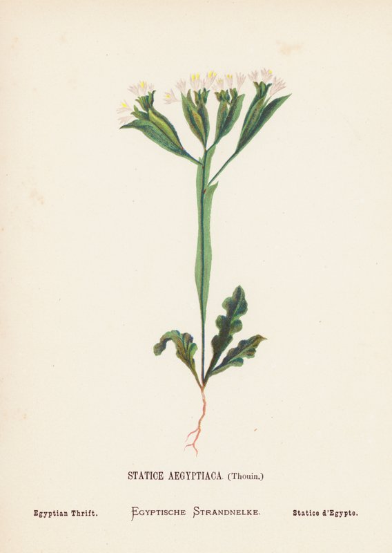Fleurs sauvages de la Terre Sainte : Statice Aegyptiaca, Thouin ; Statice égyptienne - Hannah Zeller
