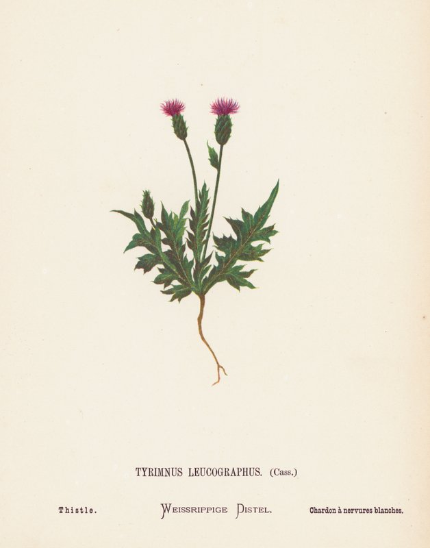 Fleurs sauvages de la Terre Sainte : Tyrimnus Leucographus, Cass; Chardon - Hannah Zeller