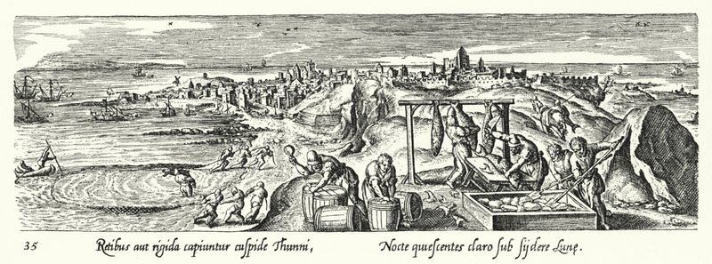 Attraper, nettoyer, cuisiner et stocker le thon - Hans after Bol