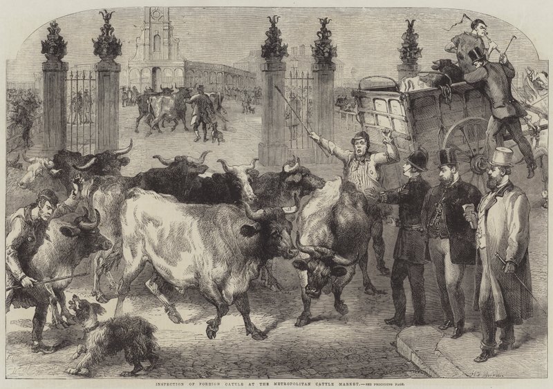 Inspection du bétail étranger au Marché aux Bestiaux Métropolitain - Harden Sidney Melville
