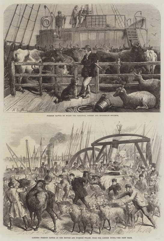 Transport de bétail - Harden Sidney Melville