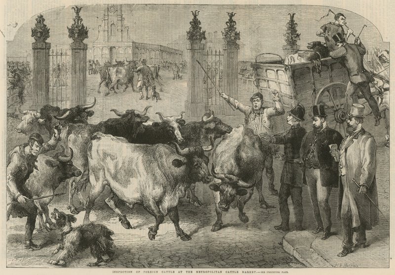 Inspection du bétail étranger au marché aux bestiaux métropolitain - Harden Sidney (after) Melville