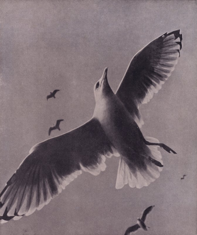 Rapide et hautement élevé, Meredith - Harold Burdekin